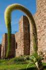 Malaga, Spain. Ancient Alcazaba in Malaga which was built by the Moors. Agave Attenuata plant. Art Print
